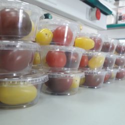 Taller Sensorial de Tomate en el CEIP El Salvador